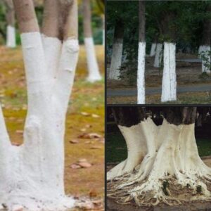 If you spot white-painted trees, you had better know what it means.